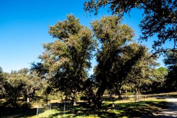 Tree trail - Cork oak